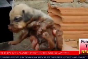 Funny Vines 2016 - Funpill90 News Dogs getting rescued IN REVERSE - Funny animals