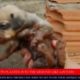 Funny Vines 2016 - Funpill90 News Dogs getting rescued IN REVERSE - Funny animals