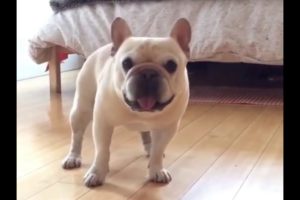 Funny and Cute French Bulldog Puppies Compilation #44 | Dogs Are Awesome