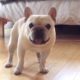 Funny and Cute French Bulldog Puppies Compilation #44 | Dogs Are Awesome