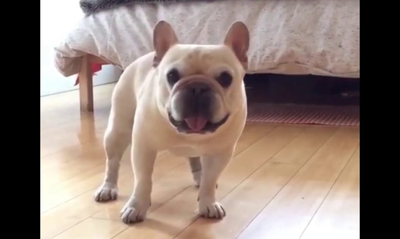 Funny and Cute French Bulldog Puppies Compilation #44 | Dogs Are Awesome
