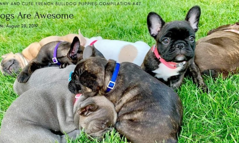 Funny and Cute French Bulldog Puppies Compilation #47 | Baby Pool Party | Dogs Are Awesome