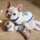 Funny and Cute French Bulldog Puppies Compilation #6 - Cutest French Bulldog