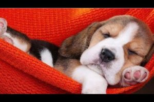 Funny and Cute Puppies on Slides Compilation | 10 Hours Of Relaxation | K-9's
