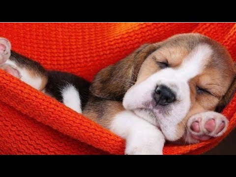 Funny and Cute Puppies on Slides Compilation | 10 Hours Of Relaxation | K-9's