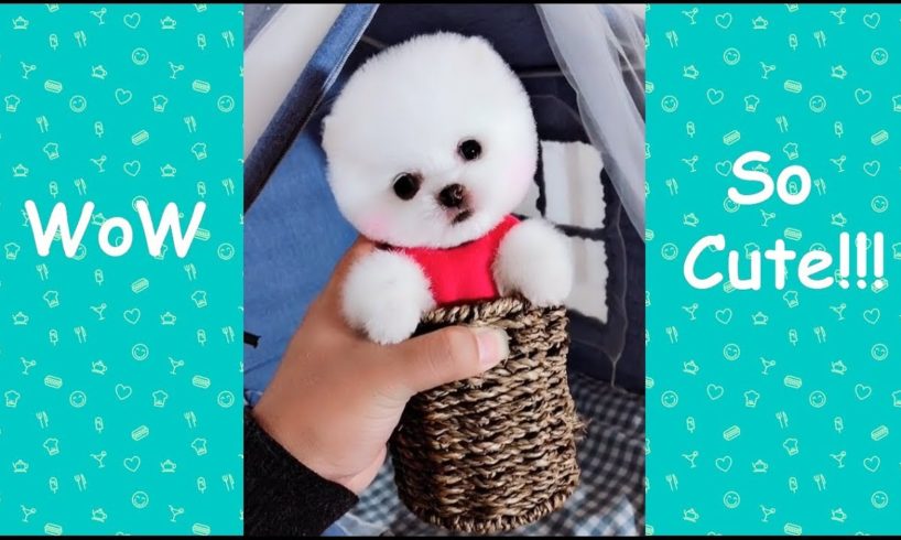 Funny and Cute baby animals pets Videos Compilation 2019 - #1 cutest mini Pomeranian puppies