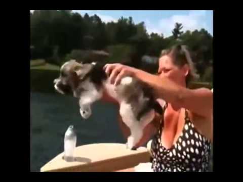 Funny animals hit by cars funny animals fails 2015
