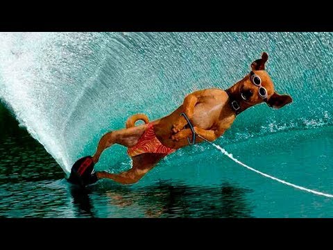 Funny animals playing sports - Cute animal compilation