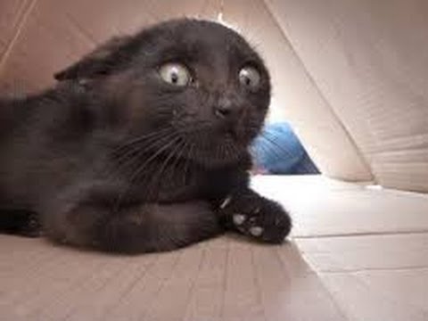 Funny cats scared of random things - Funny cats compilation