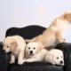 Funny, cute puppies FLEA BAGS!  Narrated by John Cleese