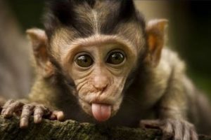 Funny monkeys will make you laugh hard - Funny and cute compilation - Must watch!