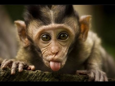 Funny monkeys will make you laugh hard - Funny and cute compilation - Must watch!