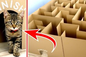 GIANT Maze Labyrinth for Cat Kittens. Can they EXIT?