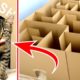 GIANT Maze Labyrinth for Cat Kittens. Can they EXIT?