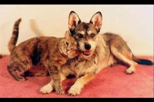 GINNY THE DOG WHO RESCUES NEARLY 1000 CATS