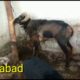 GOATS FIGHTING RAM FOR SALE HYDARABAD 7032385020