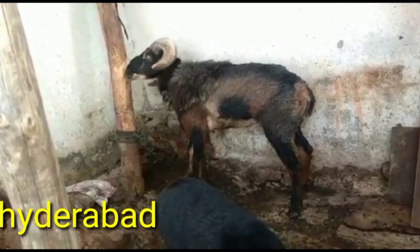 GOATS FIGHTING RAM FOR SALE HYDARABAD 7032385020