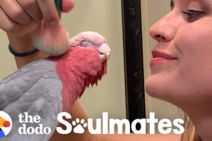 Galah Bird Wants To Be Just Like His Human Mom | The Dodo Soulmates