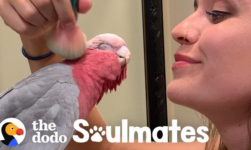 Galah Bird Wants To Be Just Like His Human Mom | The Dodo Soulmates