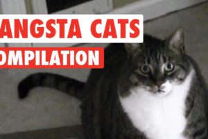 Gangsta Cats Video Compilation 2016