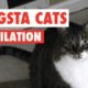 Gangsta Cats Video Compilation 2016