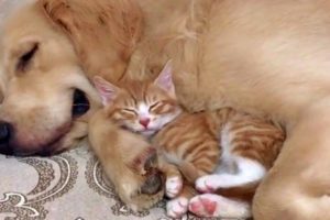 Gentle Golden Retriever and Cuddly Kitten Are Pure Cuteness