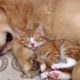 Gentle Golden Retriever and Cuddly Kitten Are Pure Cuteness