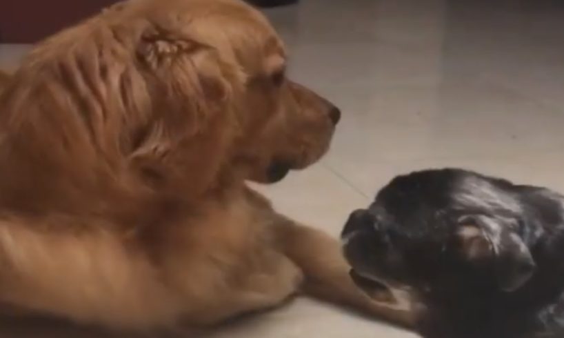 Gentle and loving puppy truly admires senior dog