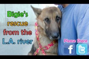 German Shepherd rescued from the Los Angeles River - Please share.
