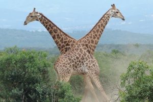 Giraffes Go Neck-To-Neck In Epic Fight