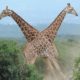 Giraffes Go Neck-To-Neck In Epic Fight