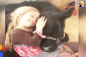 Girl Sneaks Baby Cow into Her House and the Cow Breaks in Again a Year Later | The Dodo