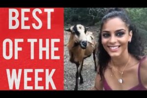 Goat Headbutts Girl and other funny videos! || Best fails of the week! || August 2019!
