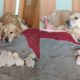 Golden Retriever Parents Watching Over Their Newborn Puppies