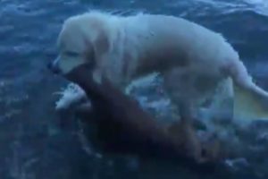 Golden Retriever Saves Baby Deer From Drowning In Amazing Rescue