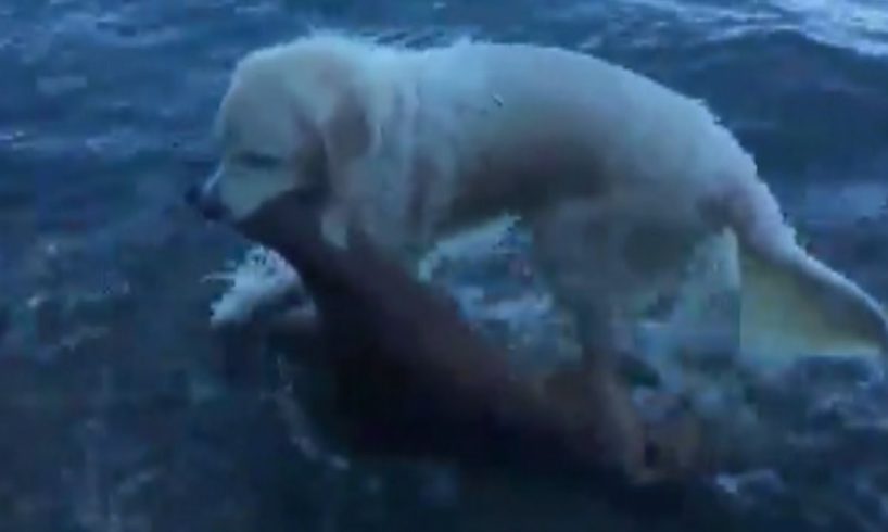 Golden Retriever Saves Baby Deer From Drowning In Amazing Rescue