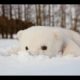 Greatest 22 Animals Playing In Snow For The First Time Of All Time