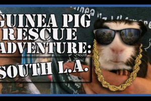 Guinea Pig Rescue Adventure: South L.A. Animal Shelter