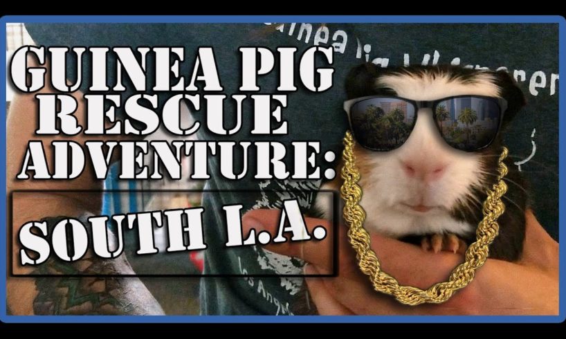 Guinea Pig Rescue Adventure: South L.A. Animal Shelter