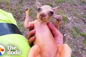 Guy On Motorcycle Saves A Baby Kangaroo | The Dodo