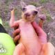 Guy On Motorcycle Saves A Baby Kangaroo | The Dodo