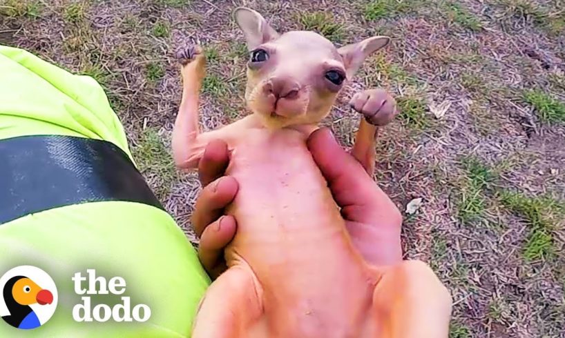 Guy On Motorcycle Saves A Baby Kangaroo | The Dodo