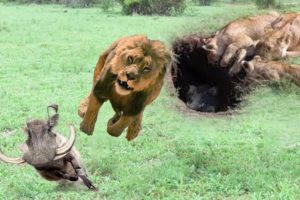 Harsh life of Wildlife 2019! Wild Animals Fight Powerful Lion vs Warthog Struggle to Death