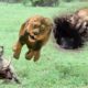 Harsh life of Wildlife 2019! Wild Animals Fight Powerful Lion vs Warthog Struggle to Death