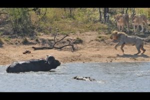 Herd Rescues Buffalo from Lions and Crocodiles!