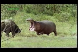 Hippo vs Cape Buffalo