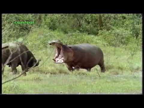 Hippo vs Cape Buffalo