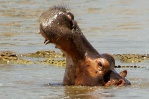 Hippos Attack Crocodiles to Defend Dead Companion | BBC Earth