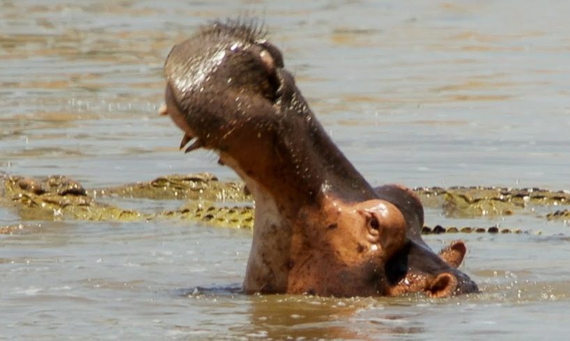 Hippos Attack Crocodiles to Defend Dead Companion | BBC Earth