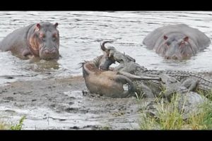 Hippos Save Wildebeest from Crocodiles!